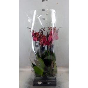 Phalaenopsis   ...orange