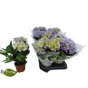 HYDR M EARLY BLUE