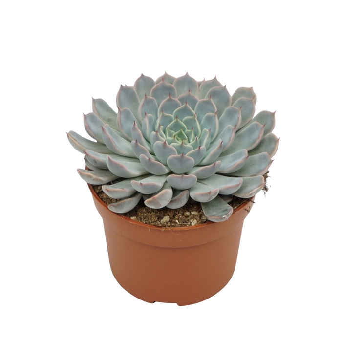 <h4>Echeveria cuspidata</h4>