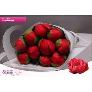 Paeonia Coral Magic | Heavy Quality