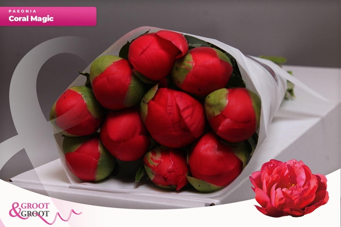 <h4>Paeonia Coral Magic | Heavy Quality</h4>