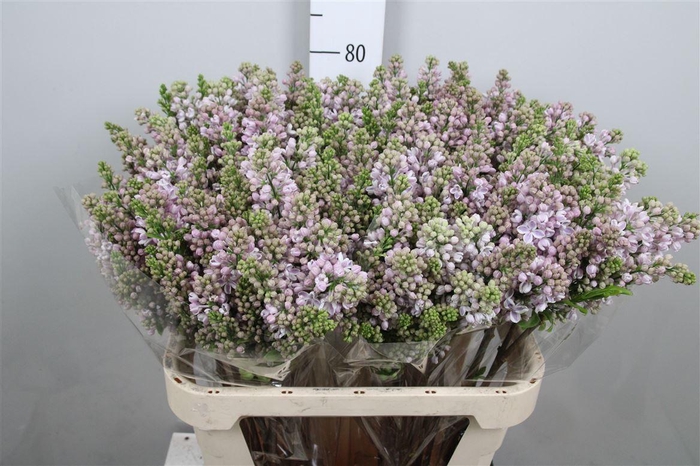 <h4>Syr V Lila Wonder 4+</h4>
