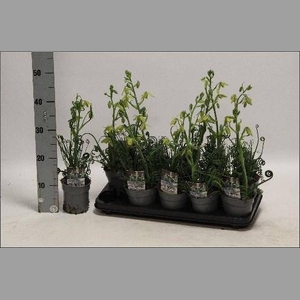 ALBUCA  FRIZ SIZZLE