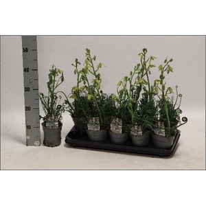 ALBUCA  FRIZ SIZZLE