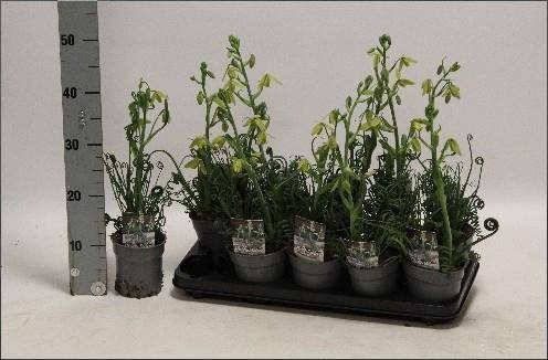 <h4>ALBUCA  FRIZ SIZZLE</h4>