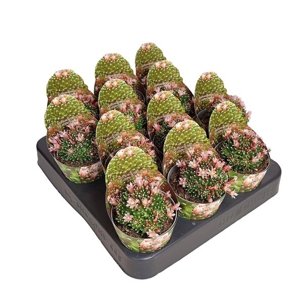 <h4>MAMMILLARIA CV. CATERPINCY - POT Ø 6,5 SHAPED POT COVER (CACTUS)</h4>