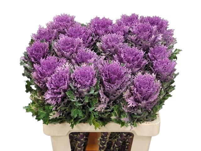 <h4>BRASS ELEGANCE</h4>