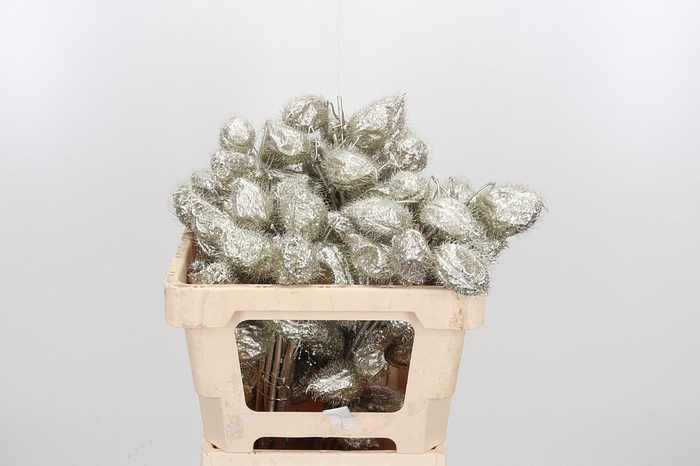 <h4>Ascl Moby Dick Kl Bh Platina</h4>