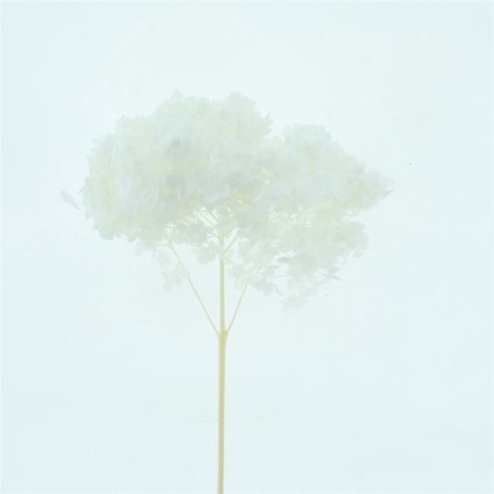 <h4>Dried Bleached Hydrangea Anna</h4>