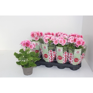 PRIM OB SWEETKIS ARW