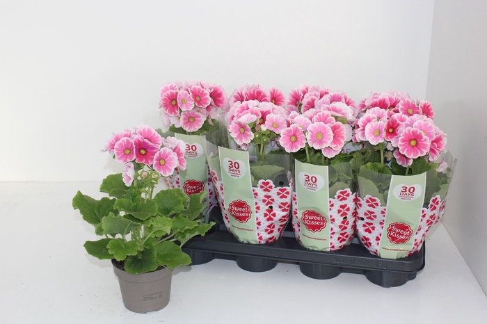 <h4>PRIM OB SWEETKIS ARW</h4>