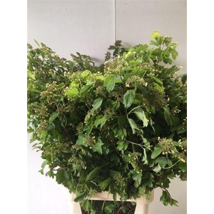 Viburnum Opulus 100cm P Stem