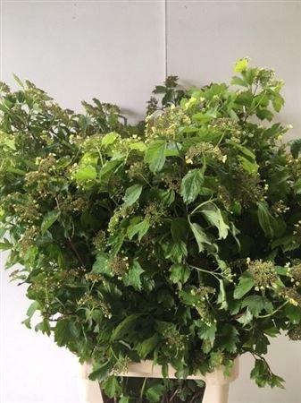 <h4>Viburnum Opulus 100cm P Stem</h4>