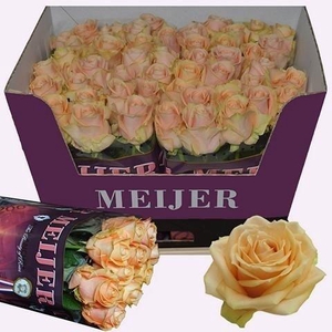 Rosa large pearl avalanche+