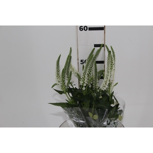 VERONICA LONGIFOLIA SKYLER WHITE 05