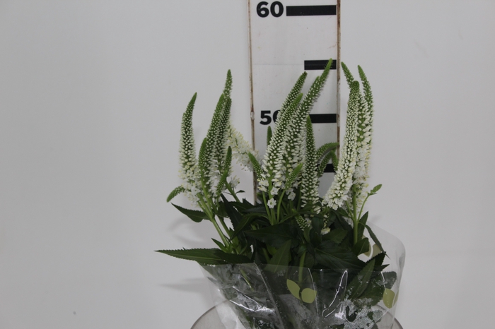<h4>VERONICA LONGIFOLIA SKYLER WHITE 05</h4>