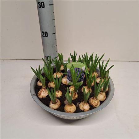 <h4>Muscari Big Smile</h4>