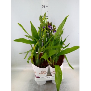 Zygopetalum  'Louisendorf'