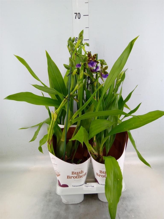 <h4>Zygopetalum  'Louisendorf'</h4>