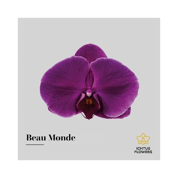 <h4>Phal Beau Monde - Ichtus Flowers</h4>