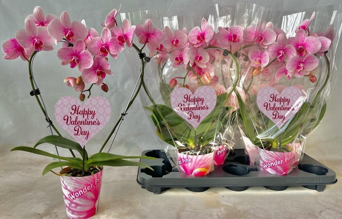 <h4>Phalaenopsis   ...</h4>