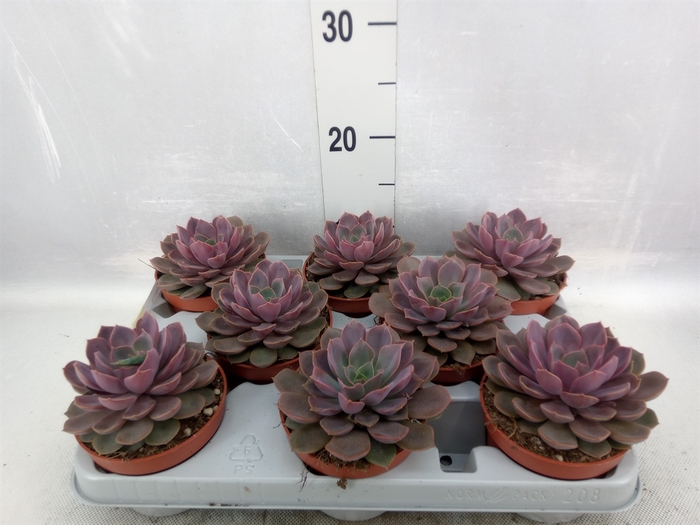 <h4>Echeveria   ...</h4>