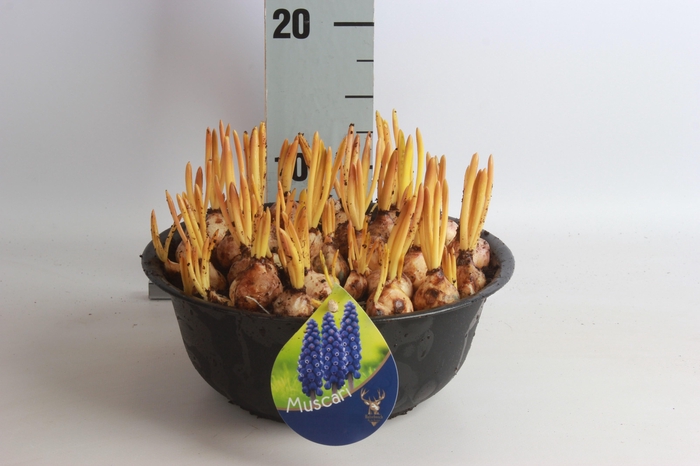 <h4>ARR MUSCARI</h4>