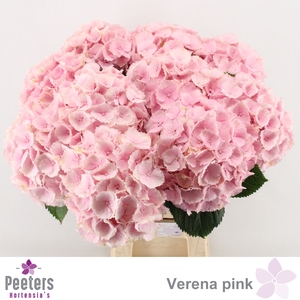 HYDR M CH VERENA