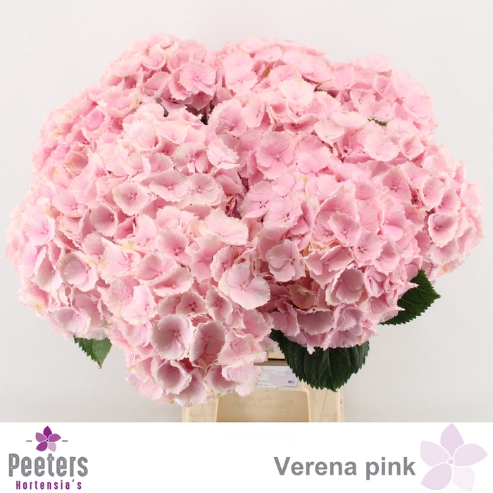 <h4>HYDR M CH VERENA</h4>