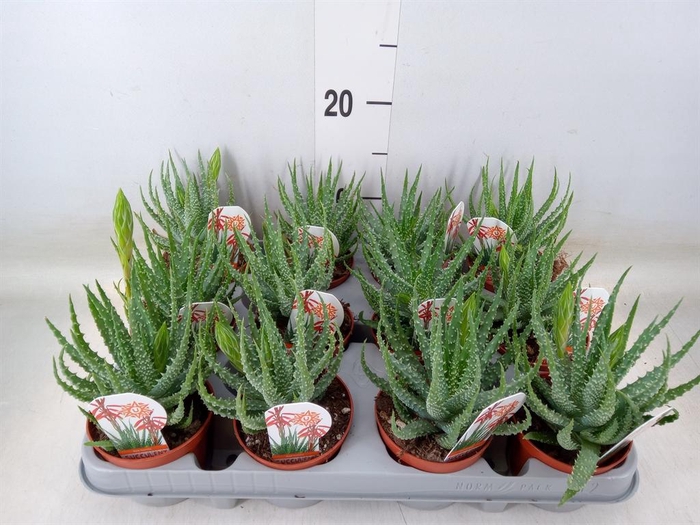 <h4>Aloe humilis</h4>