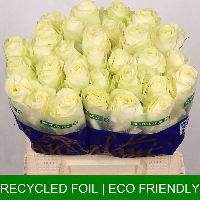 <h4>R GR ARCTICA</h4>