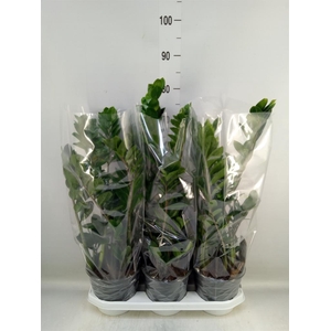 Zamioculcas zamiifolia