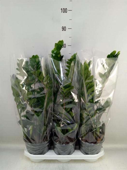 <h4>Zamioculcas zamiifolia</h4>