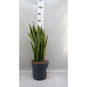 Sansevieria trifa. 'Laurentii'