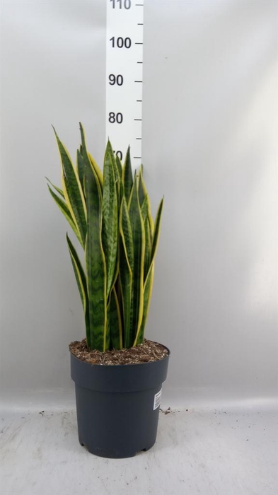 Sansevieria trifa. 'Laurentii'