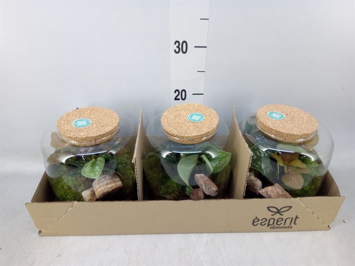 <h4>Arr.   Planten H%</h4>