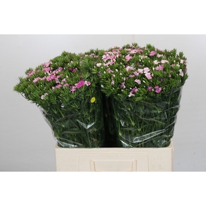 Dianthus Br Amazon Rose Magic