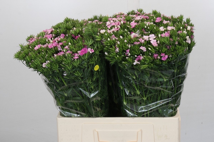 <h4>Dianthus Br Amazon Rose Magic</h4>