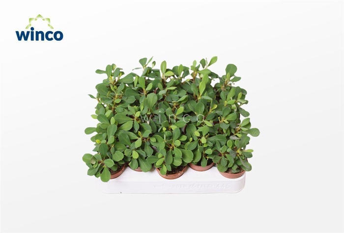 <h4>Euphorbia Milli</h4>