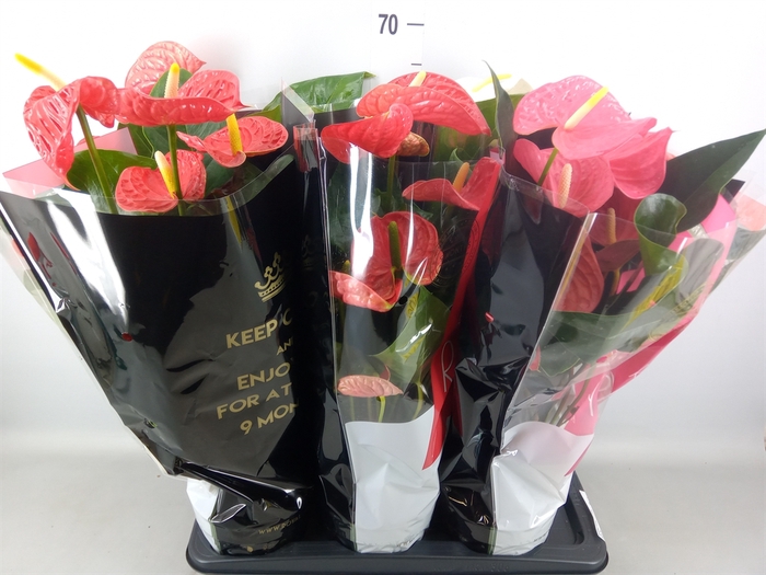<h4>Anthurium   ...mix</h4>