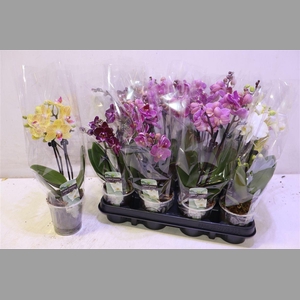 Phal Gem