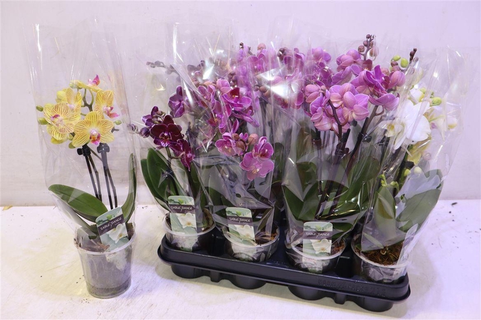 <h4>Phal Gem</h4>