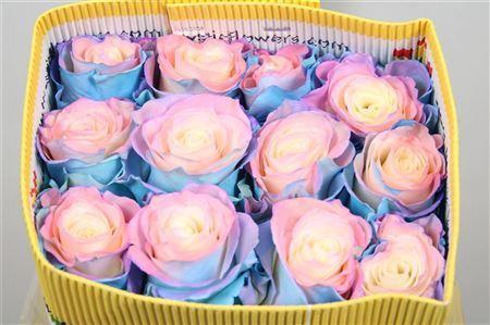 <h4>Rosa GR  ...colored  H%</h4>