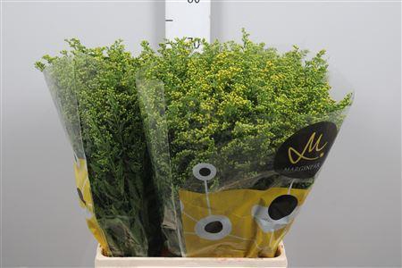 <h4>Soli Carzan Glory</h4>