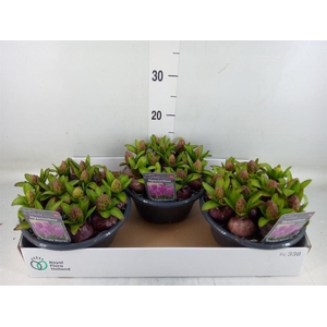 Hyacinthus orie.   ...