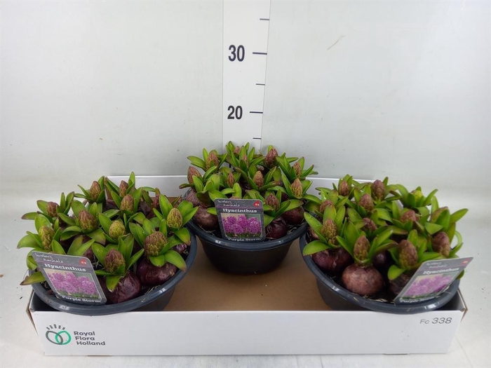 <h4>Hyacinthus orie.   ...</h4>