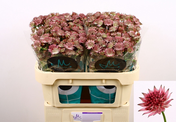 <h4>Astrantia Roma Marginpar</h4>