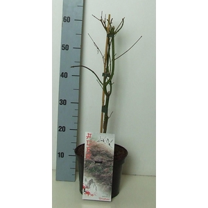 Acer palmatum 'Ornatum' P19 Full CC