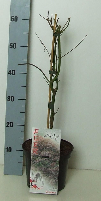 <h4>Acer palmatum 'Ornatum' P19 Full CC</h4>