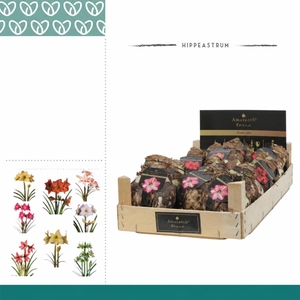 Amaryllis Amaranth XL 36/38 Specials in Wooden Crate